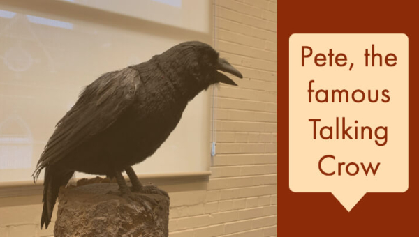 Pete, the famous Talking Crow