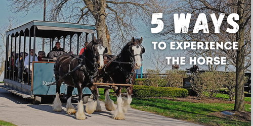 5 Ways to Experience The Horse