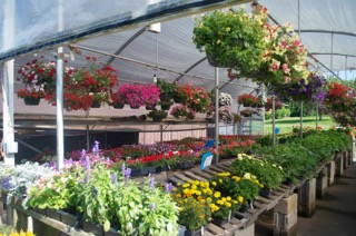 Greenhouse Flowers at Bi-Water