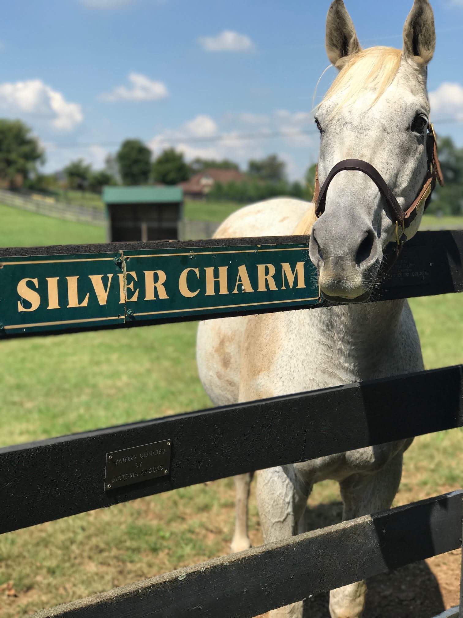 SILVER CHARM  Old Friend Equine