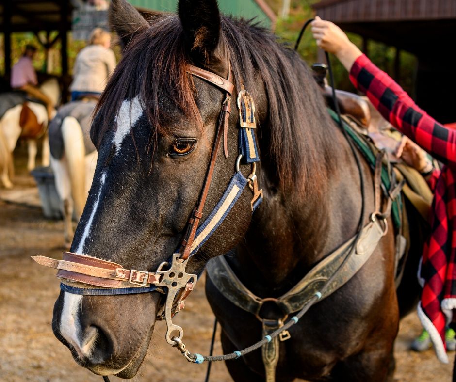 Horse Riding Stable