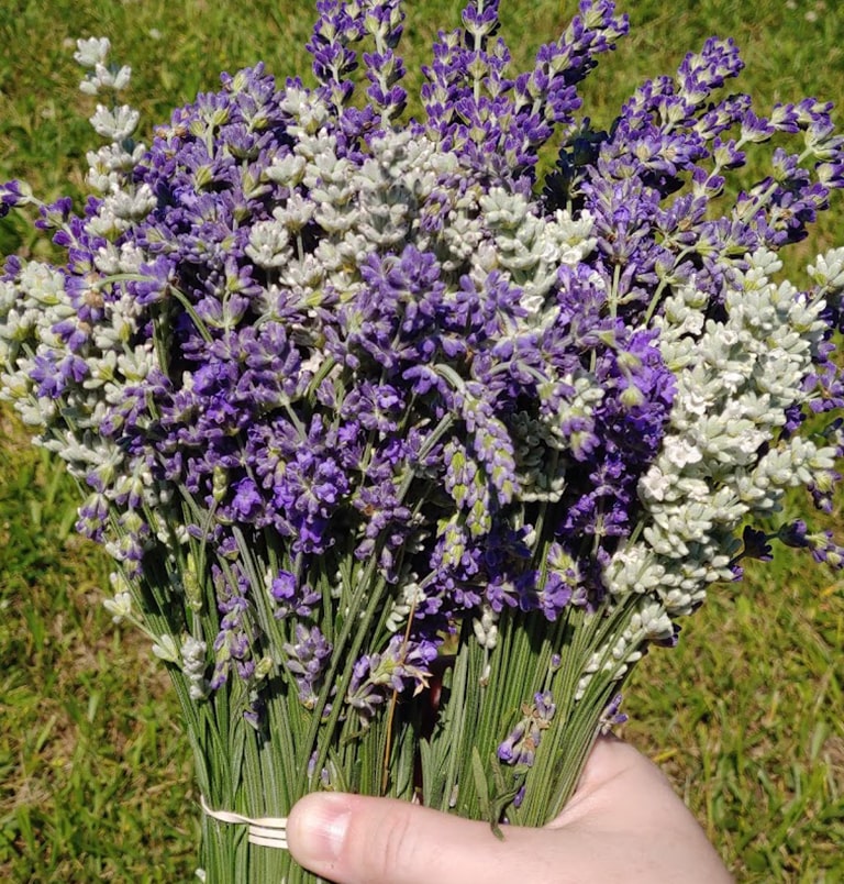 LavenderInBloom-3