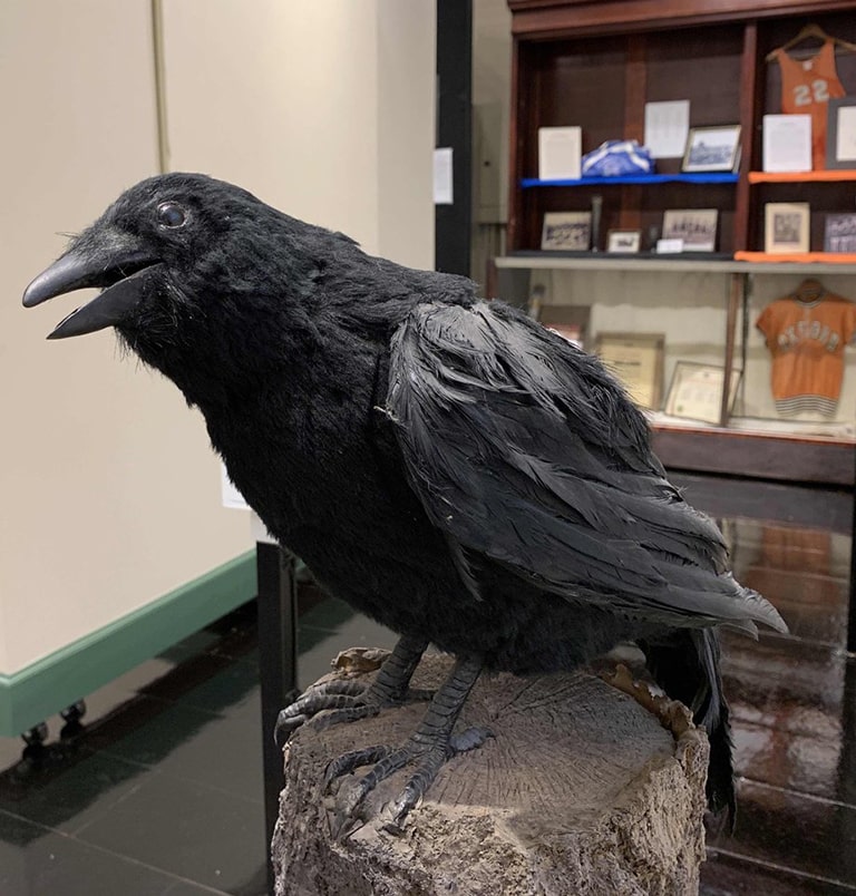 PeteTheCrow-2